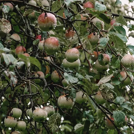 Apartment Gomirje Vrbovsko