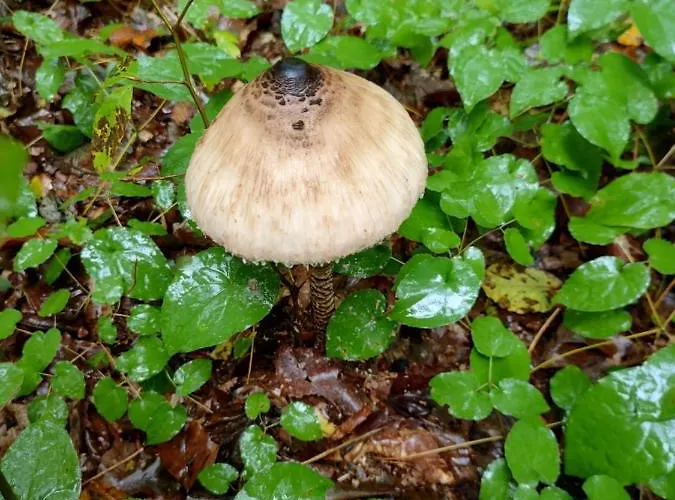Lägenhet Gomirje Vrbovsko