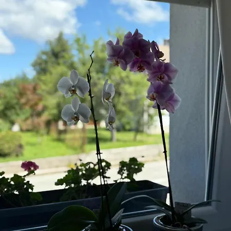 Gomirje Vrbovsko